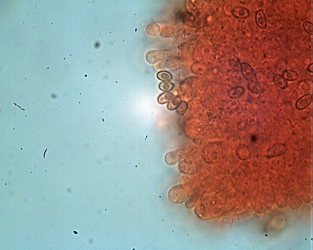 Inocybe??? dal giardino di Paolofon